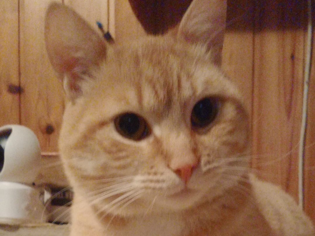 Adozione gatto, maschio, Razza sconosciuta Razza sconosciuta, 1 anno e 2 mesi, taglia non valida, Brescia