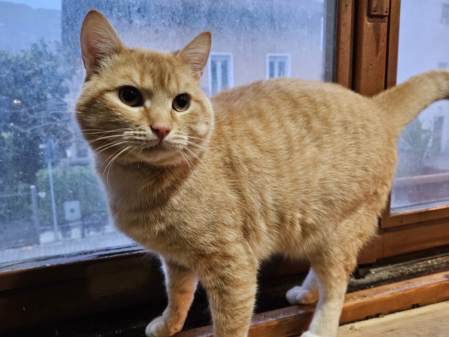 Adotta un gatto, maschio, 1 anno e 2 mesi, Brescia