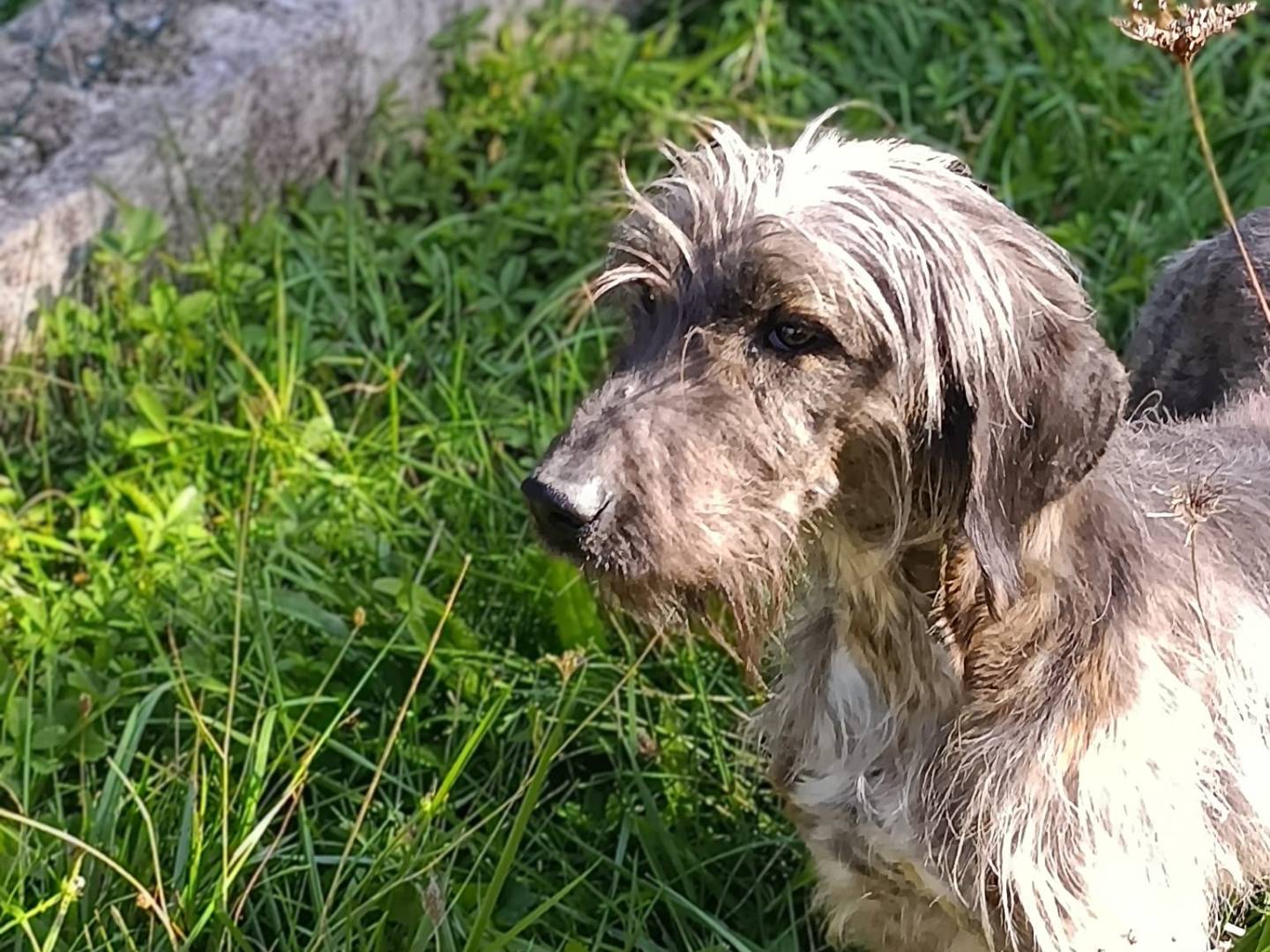 Adotta un cane, taglia media contenuta, maschio, Avellino
