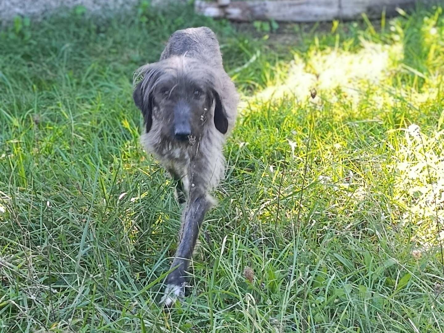 Vuoi adottare un cane a Avellino?