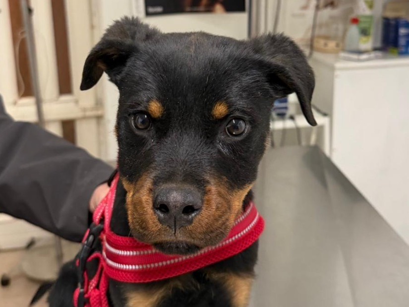 Adozione cane, maschio, Rottweiler Razza sconosciuta, 4 mesi, taglia grande, Avellino