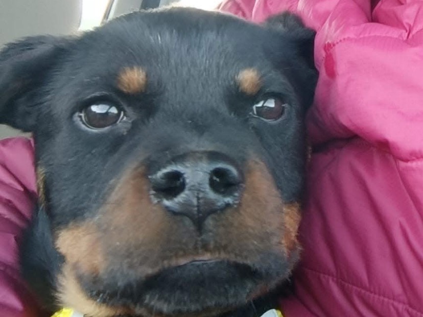 Adotta un cane, maschio, 4 mesi, Avellino