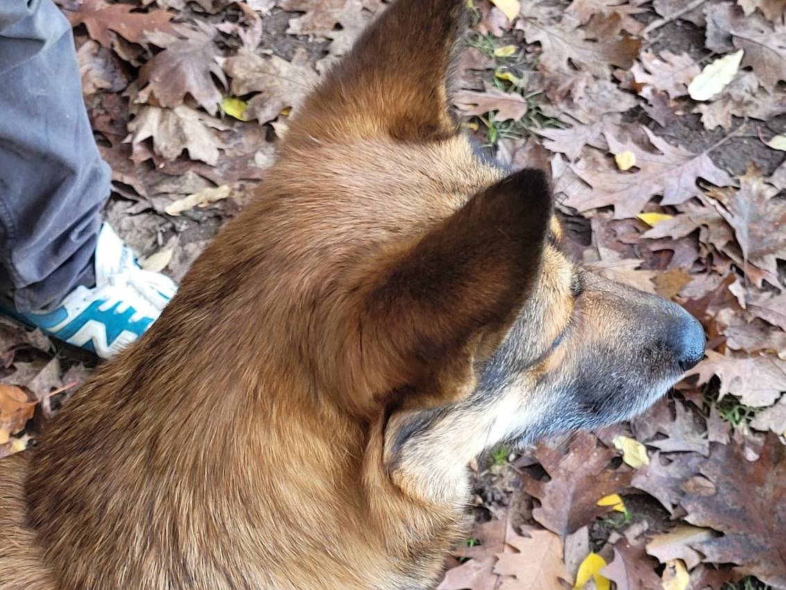 Vuoi adottare un cane a Milano?