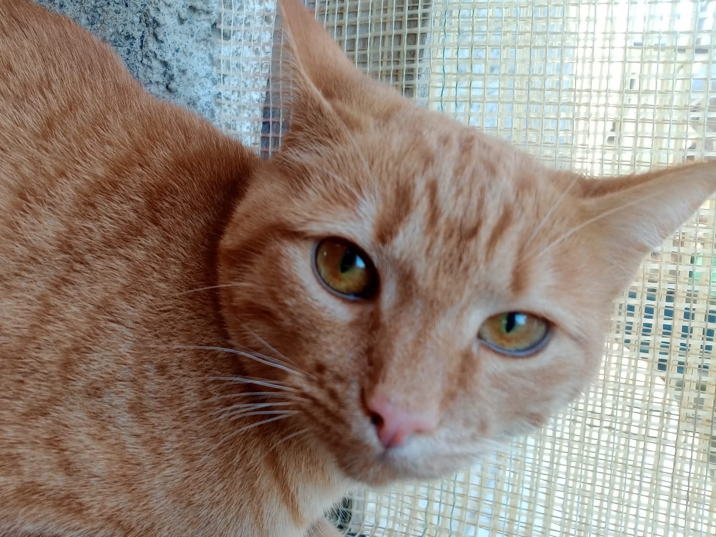 Vuoi adottare un gatto a Brescia?