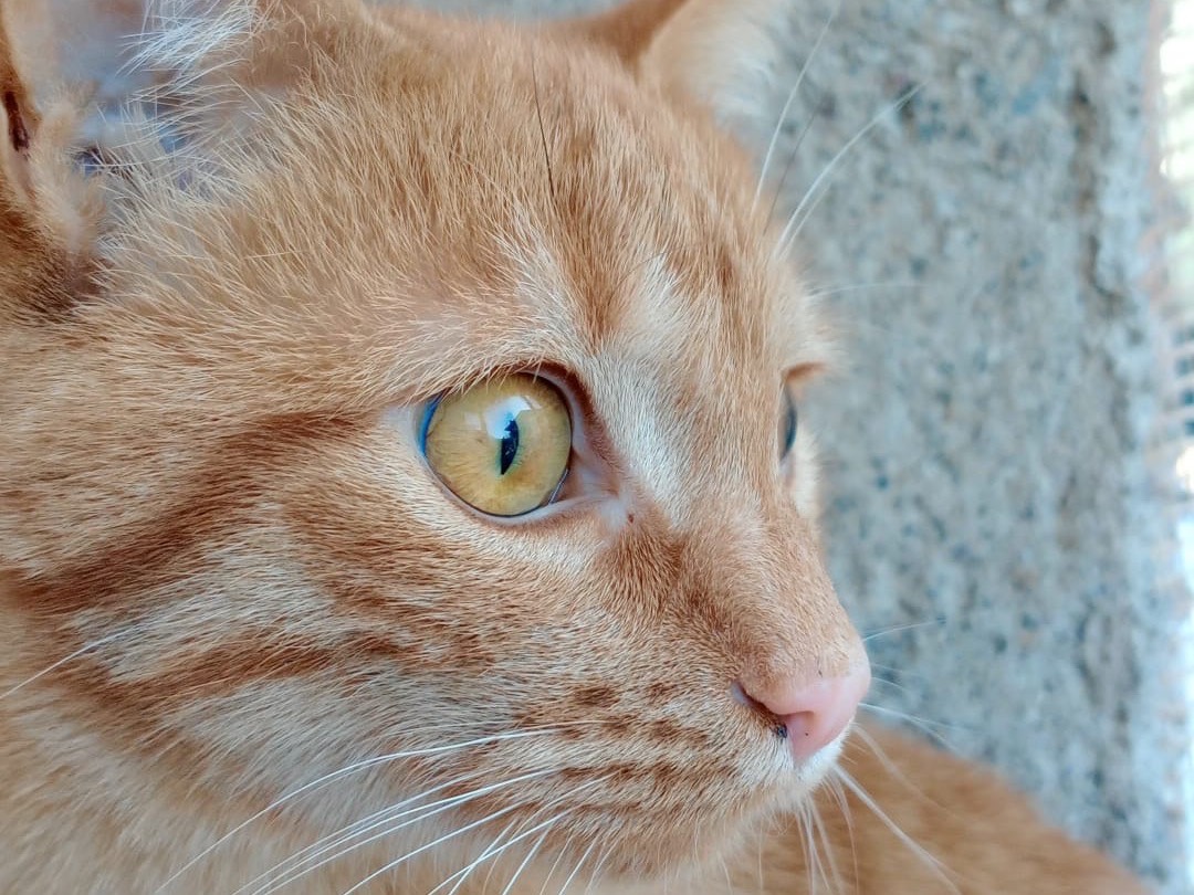 Adotta il gatto Brava e Mauro a Brescia