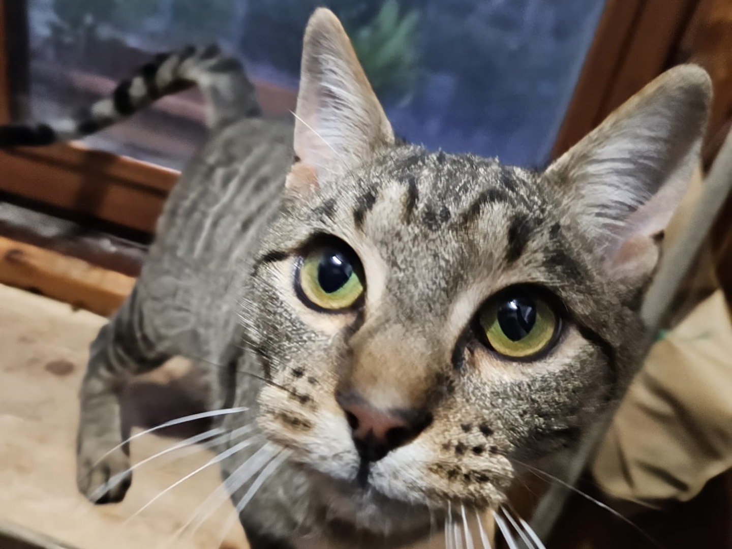 Adotta il gatto Tony a Brescia