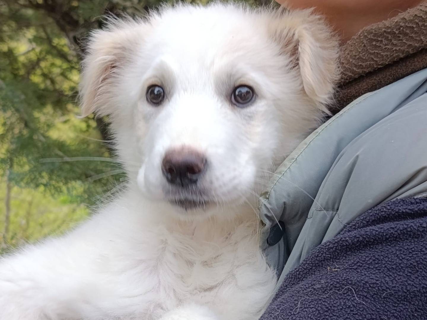 Adozione cane, femmina, Razza sconosciuta Razza sconosciuta, 2 mesi, taglia media, Avellino