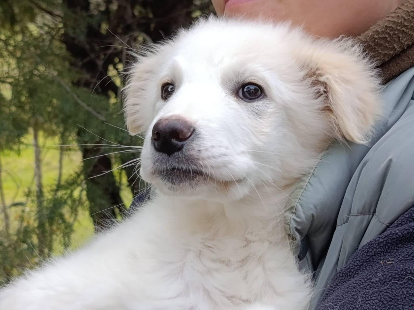 Adotta un cane, femmina, 2 mesi, Avellino