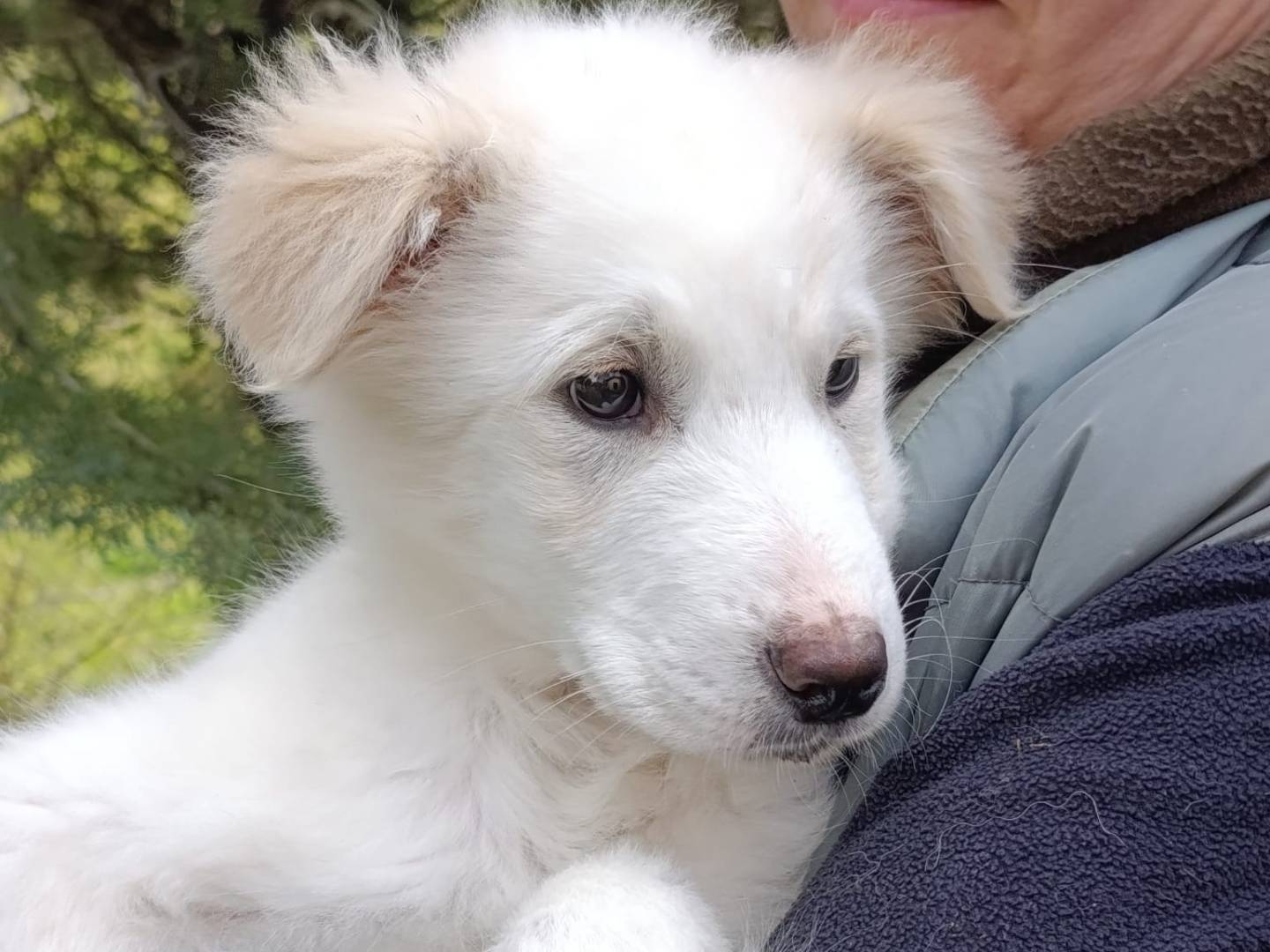 Vuoi adottare un cane a Avellino?