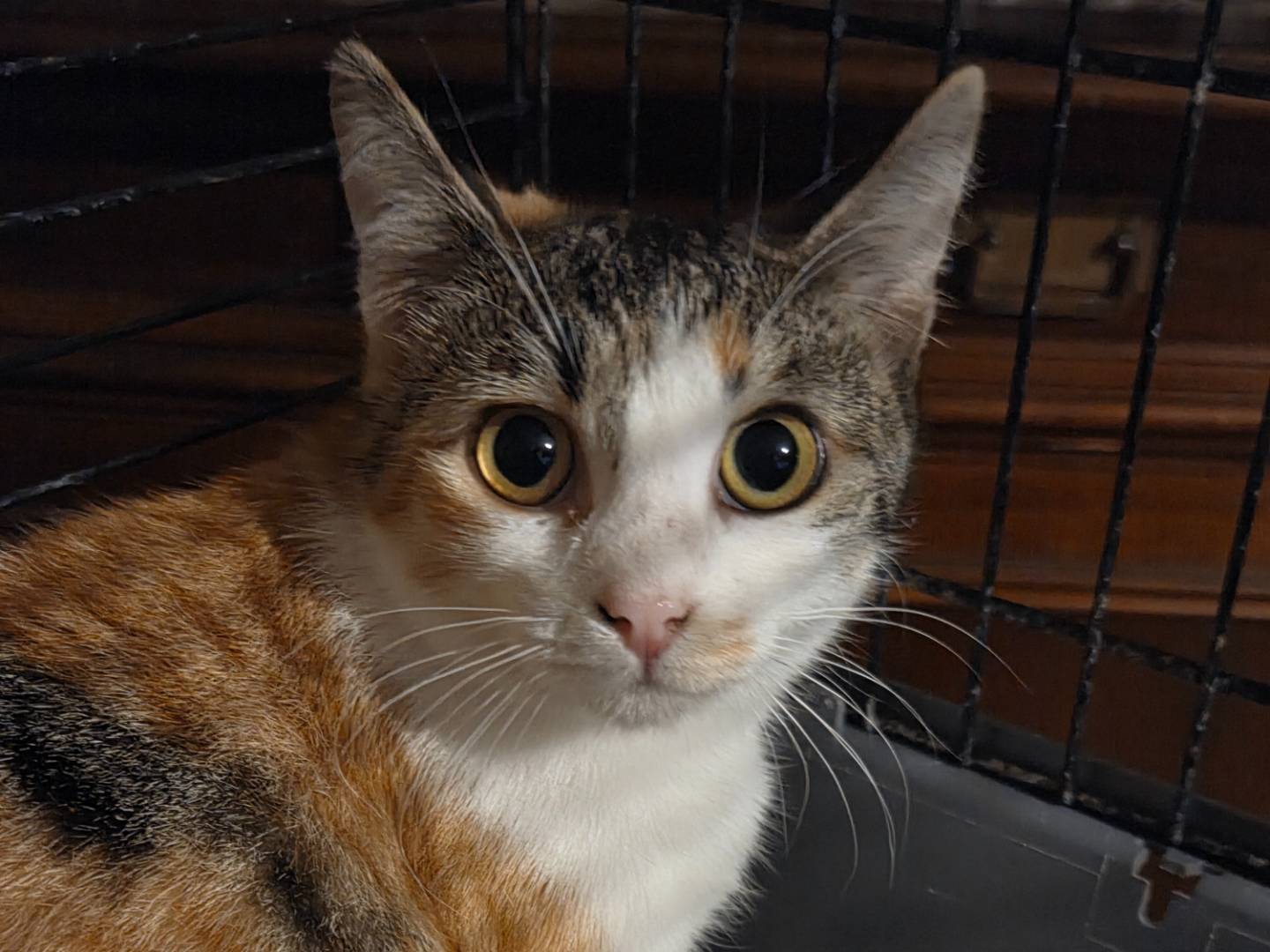 Adozione gatto, femmina, Razza sconosciuta Razza sconosciuta, 6 mesi, taglia non valida, Parma