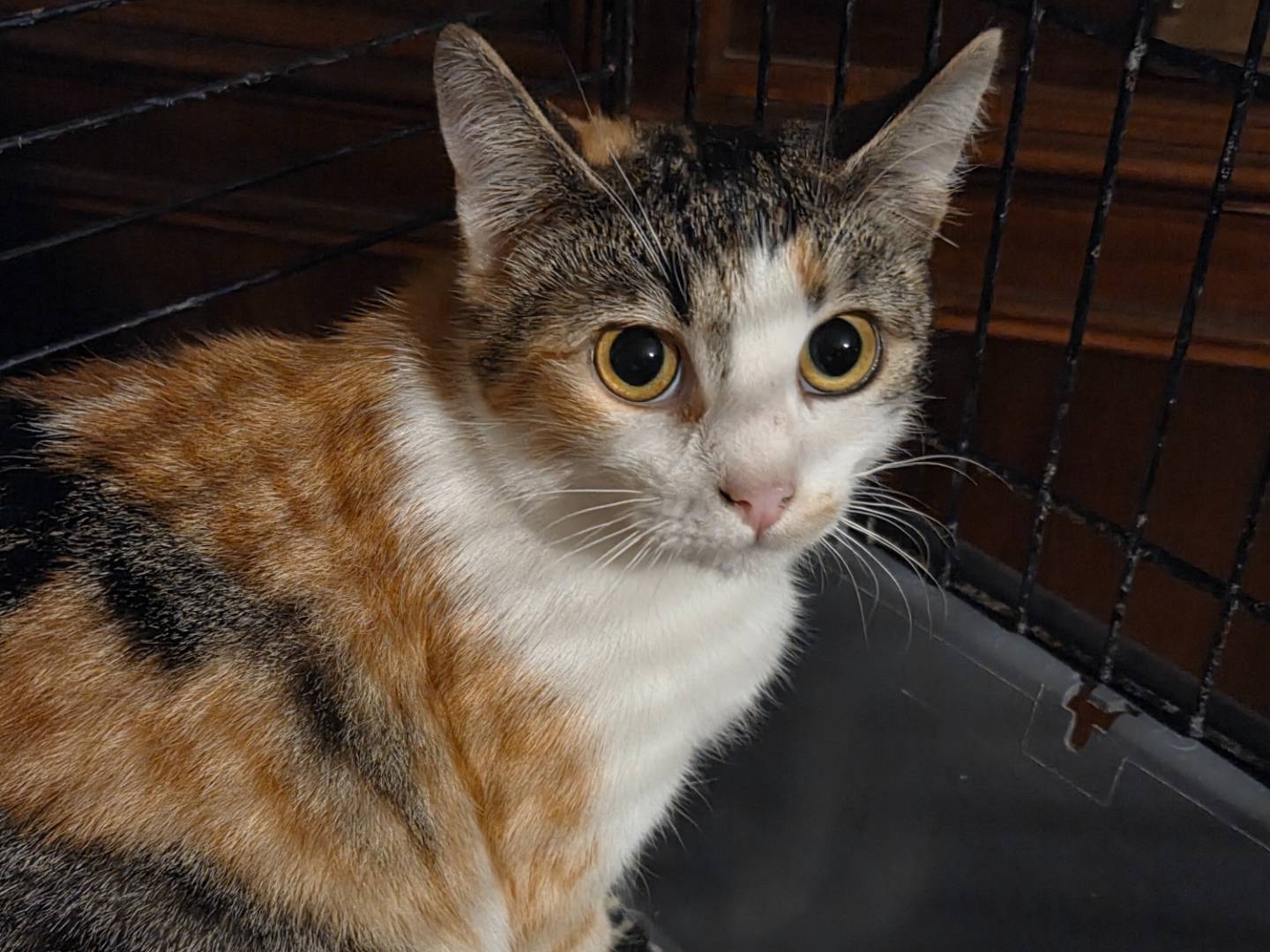 Adotta il gatto ESTER a Parma