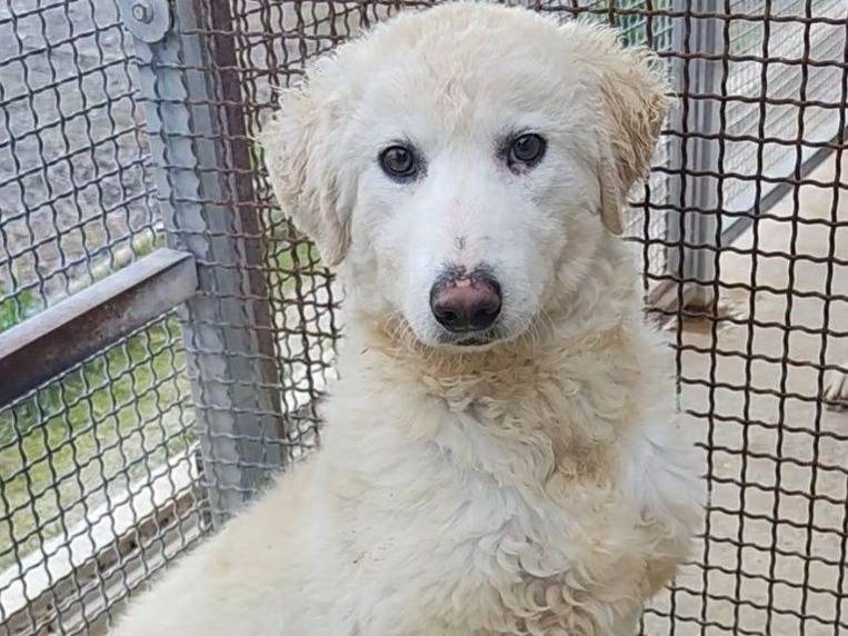 Adozione cane, maschio, Razza sconosciuta Razza sconosciuta, 4 mesi, taglia media, Messina