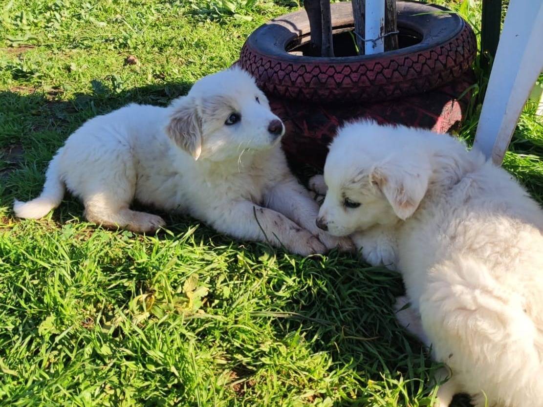 Adozione cane, femmina, Razza sconosciuta Razza sconosciuta, 3 mesi, taglia grande, Milano