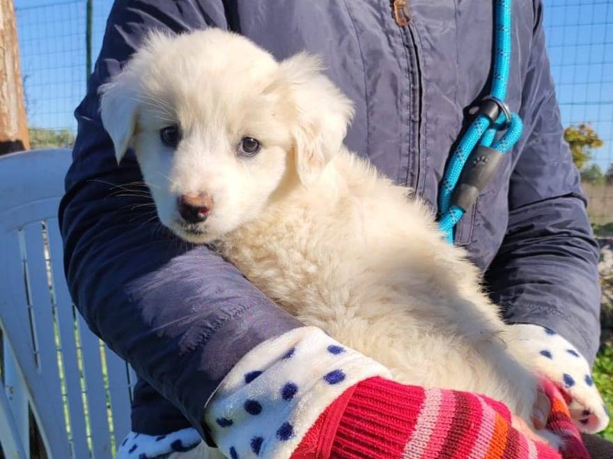 Adotta un cane, taglia grande, femmina, Milano