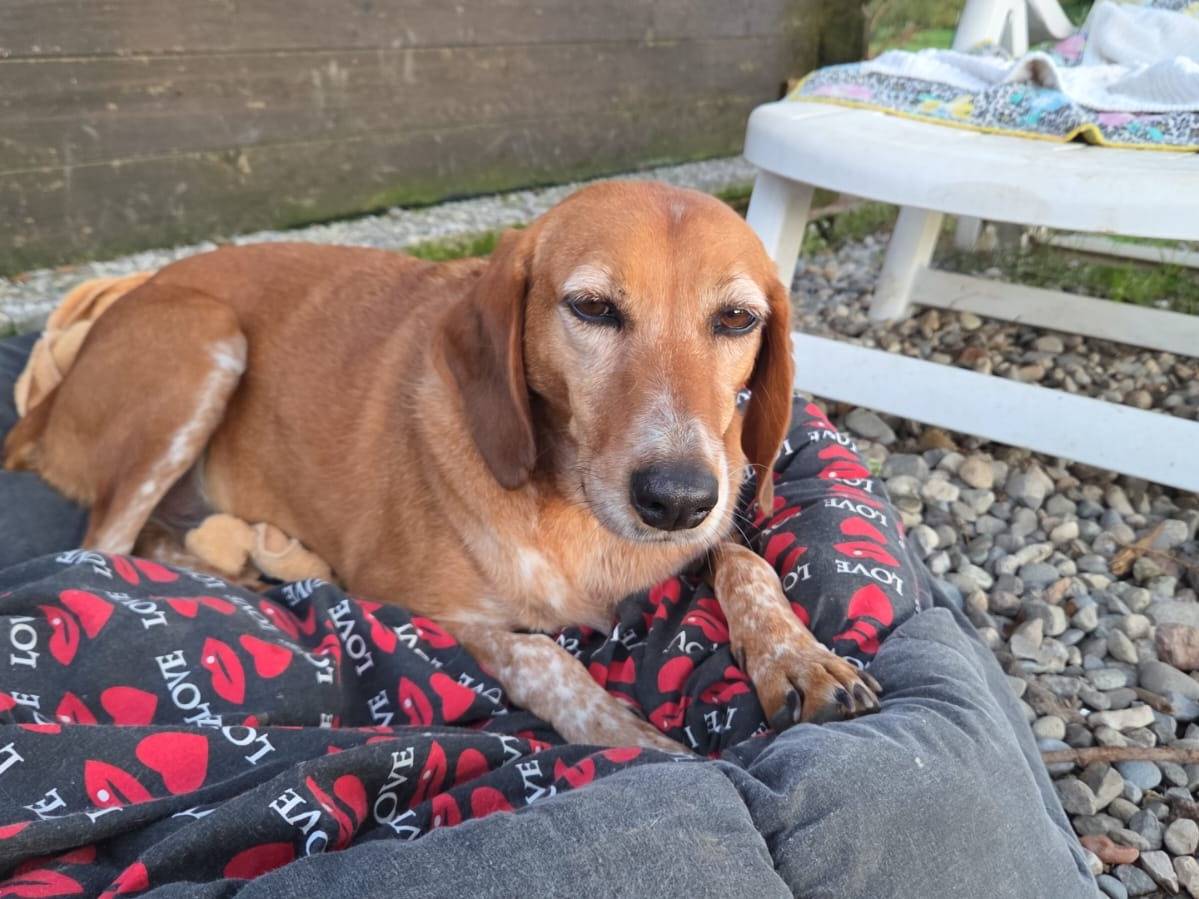 Adozione cane, femmina, Segugio Razza sconosciuta, 4 anni e 11 mesi, taglia media contenuta, Como