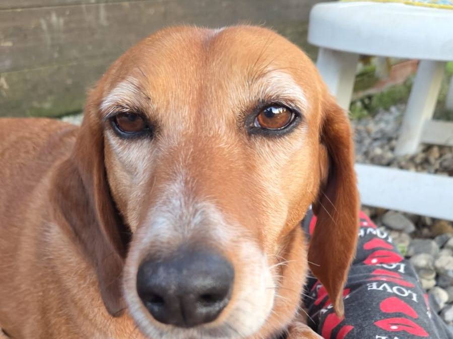 Adotta un cane, femmina, 4 anni e 11 mesi, Como