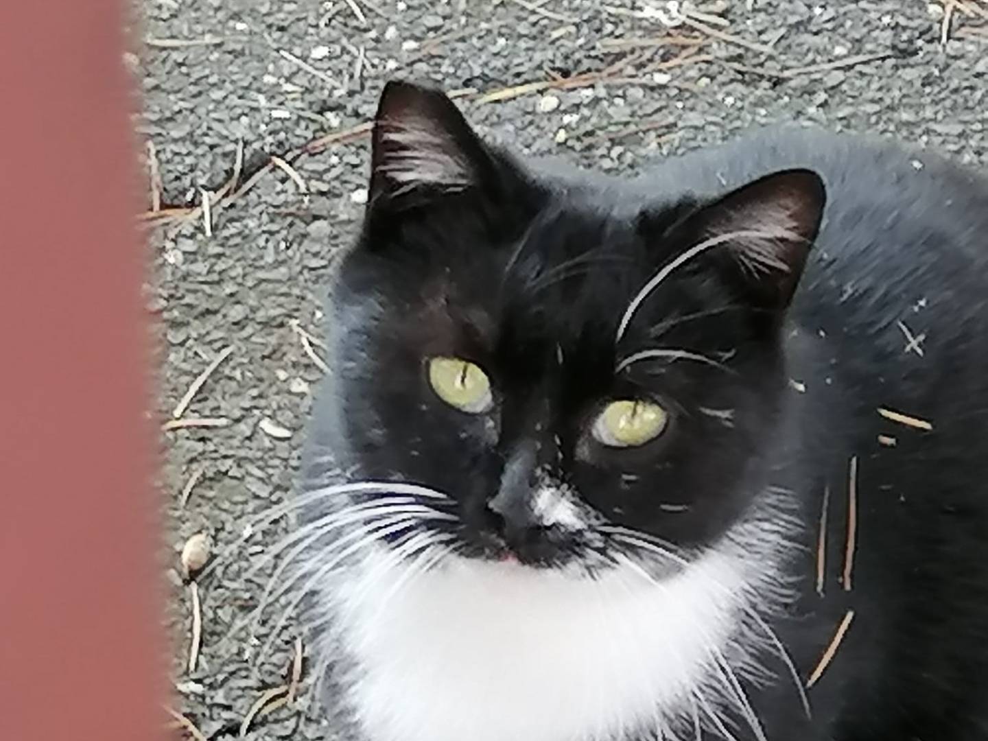 Adozione gatto, femmina, Razza sconosciuta Razza sconosciuta, 1 anno e 6 mesi, taglia non valida, Roma