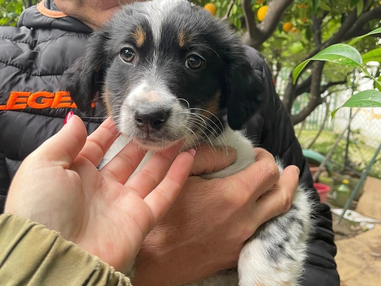 Adozione cane, femmina, Razza sconosciuta Razza sconosciuta, 2 mesi, taglia media, Foggia