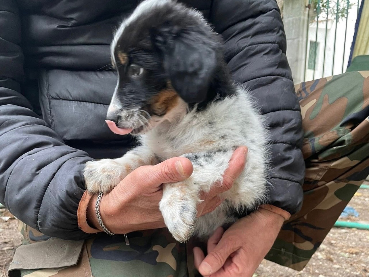 Adotta un cane, femmina, 2 mesi, Foggia