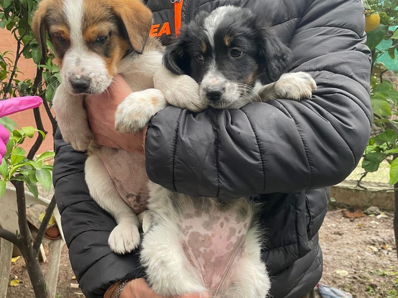 Adotta un cane, taglia media, femmina, Foggia