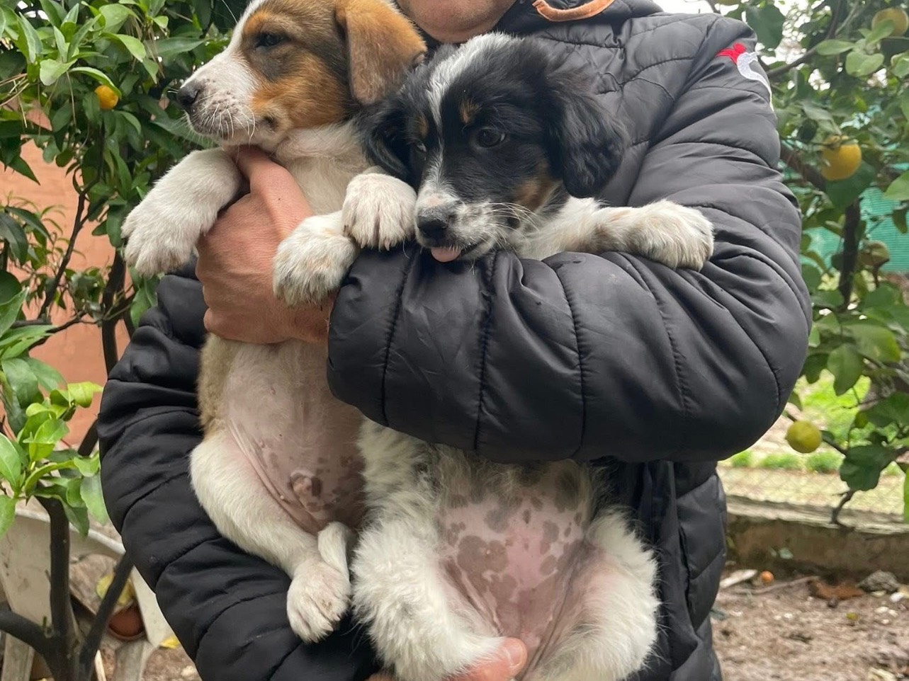 Vuoi adottare un cane a Foggia?