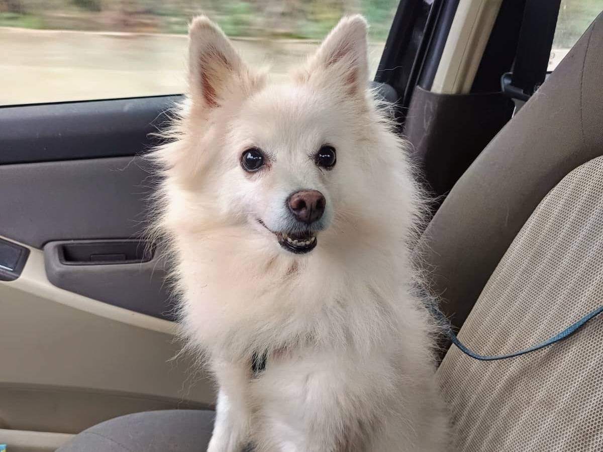 Adozione cane, femmina, Volpino di Pomerania Razza sconosciuta, 8 anni e 4 mesi, taglia piccola, Benevento