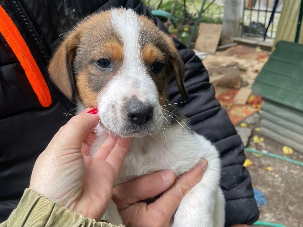 Adozione cane, femmina, Razza sconosciuta Razza sconosciuta, 2 mesi, taglia media, Foggia
