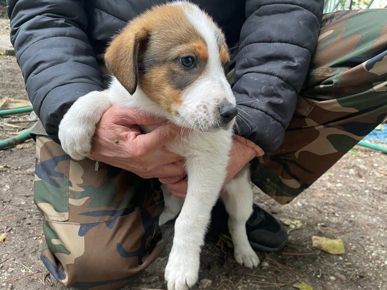 Adotta un cane, femmina, 2 mesi, Foggia