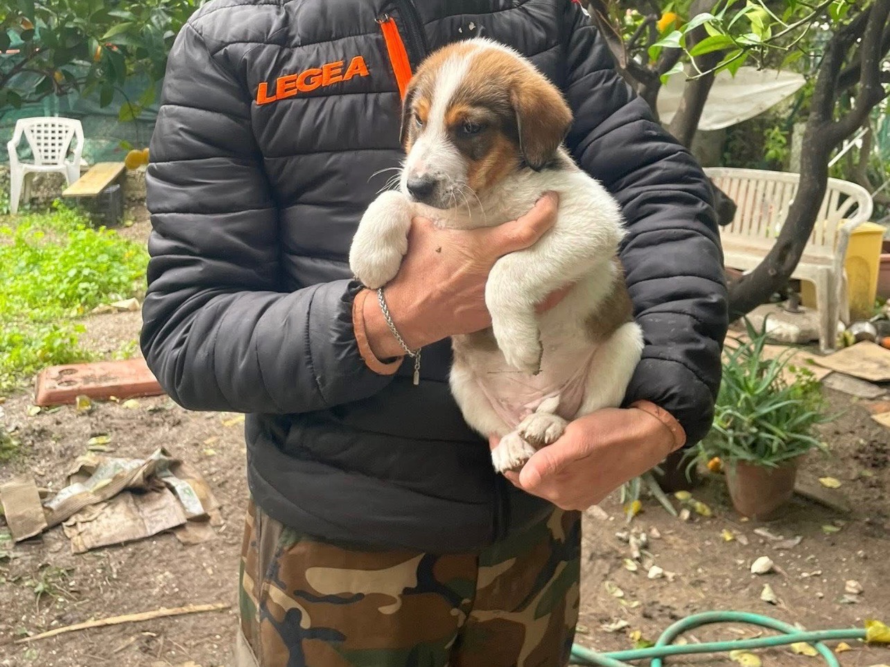 Adotta un cane, taglia media, femmina, Foggia