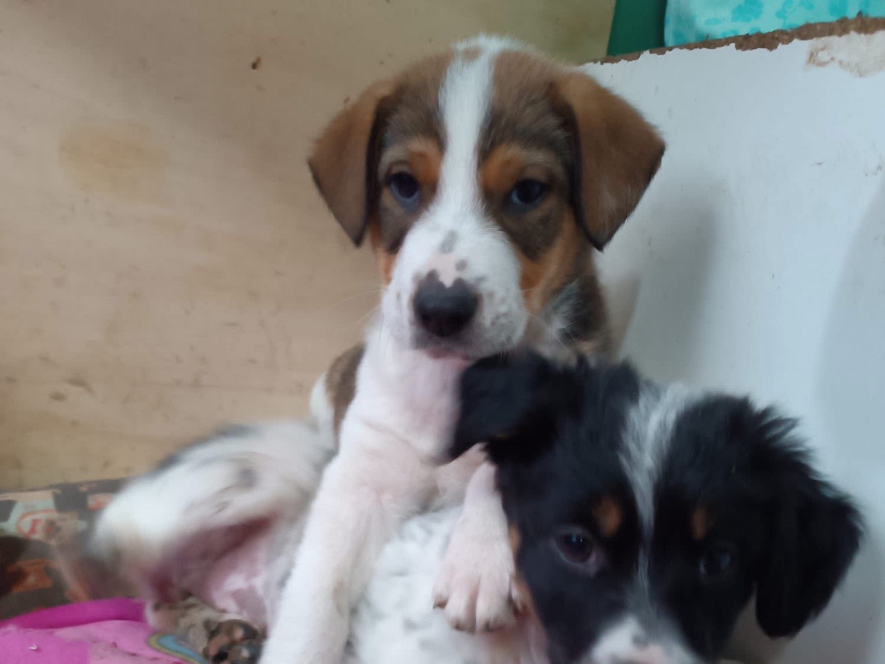 Vuoi adottare un cane a Foggia?