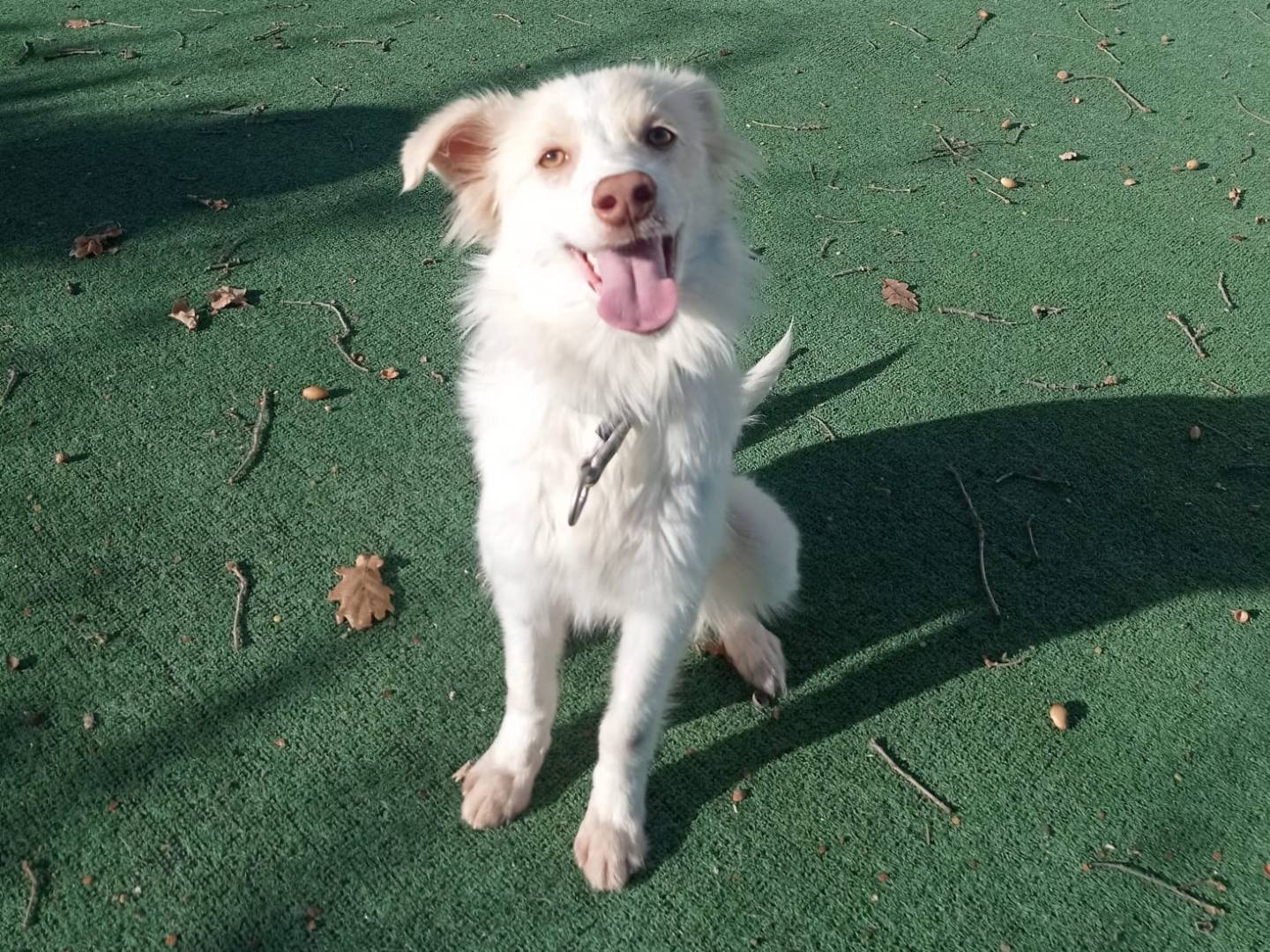 Adozione cane, femmina, Razza sconosciuta Razza sconosciuta, 5 mesi, taglia piccola, Cosenza