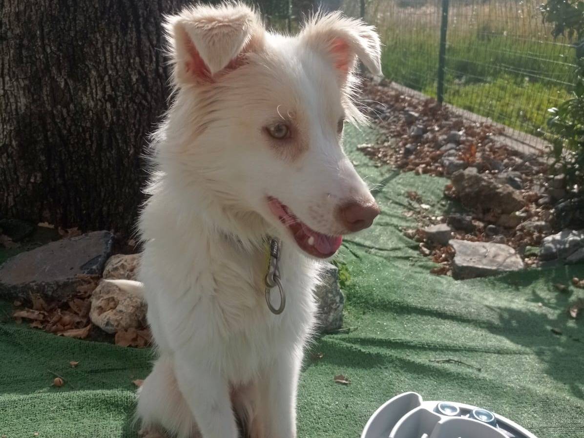 Adotta un cane, femmina, 5 mesi, Cosenza