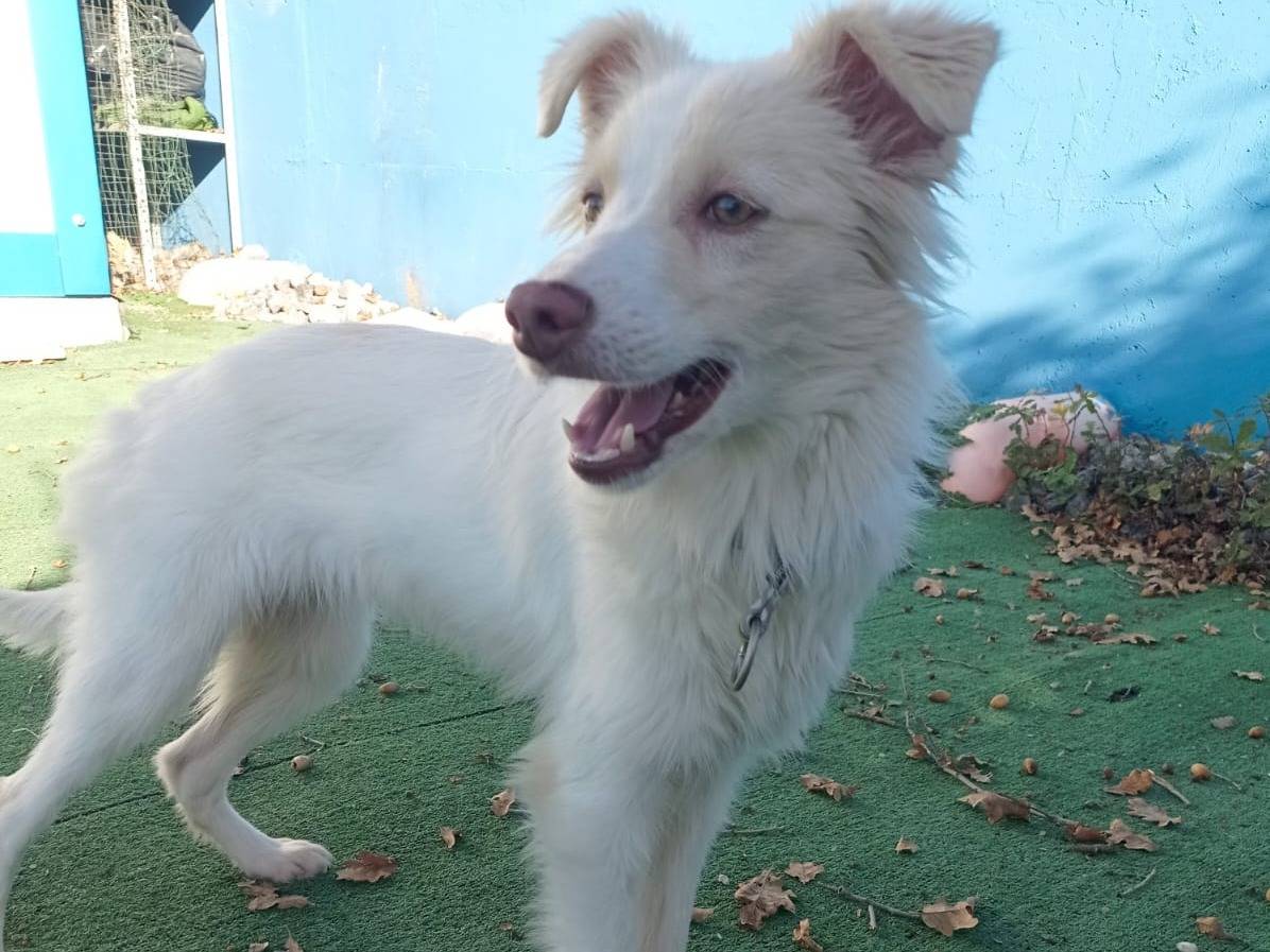 Adotta un cane, taglia piccola, femmina, Cosenza