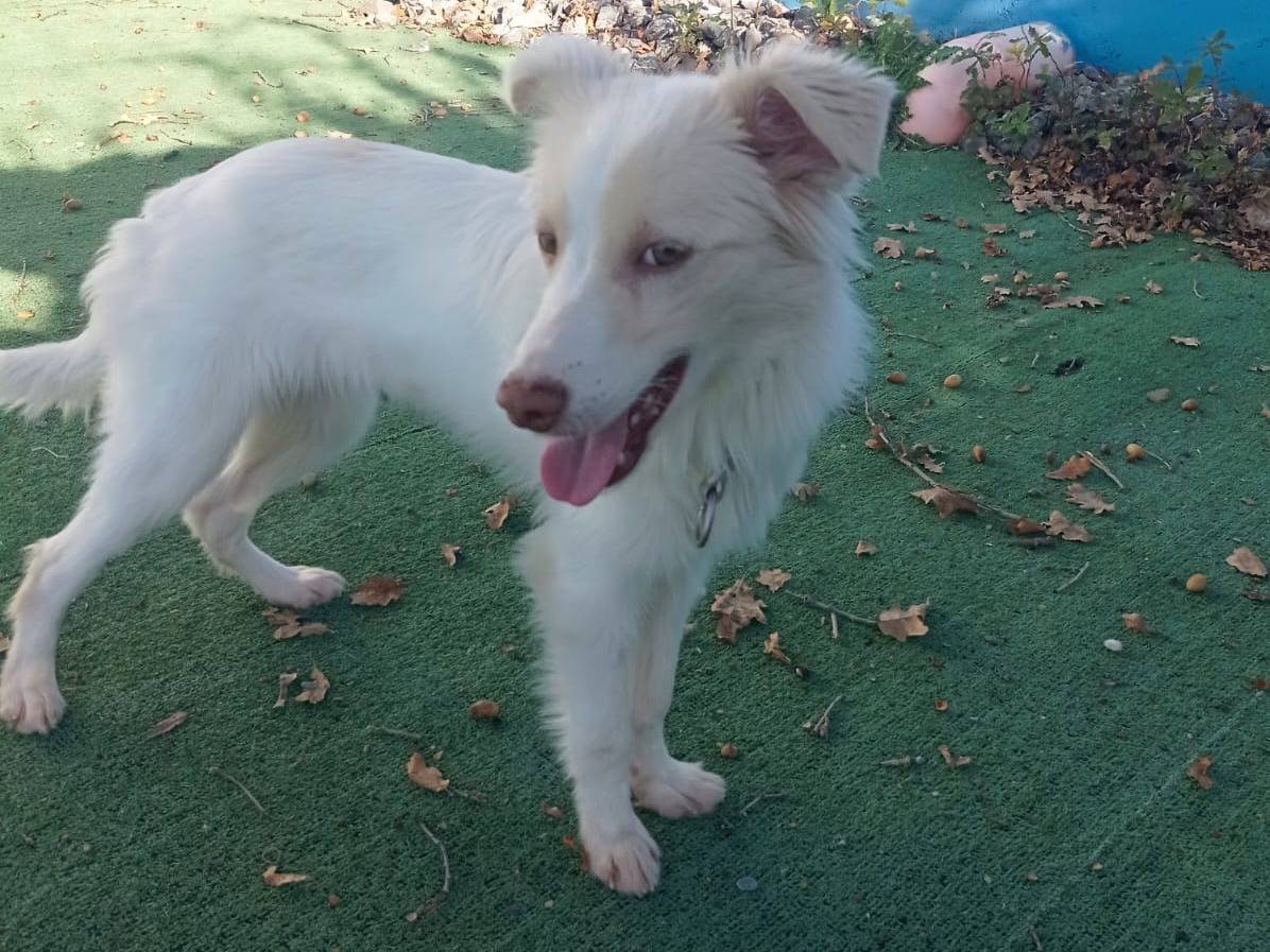 Vuoi adottare un cane a Cosenza?