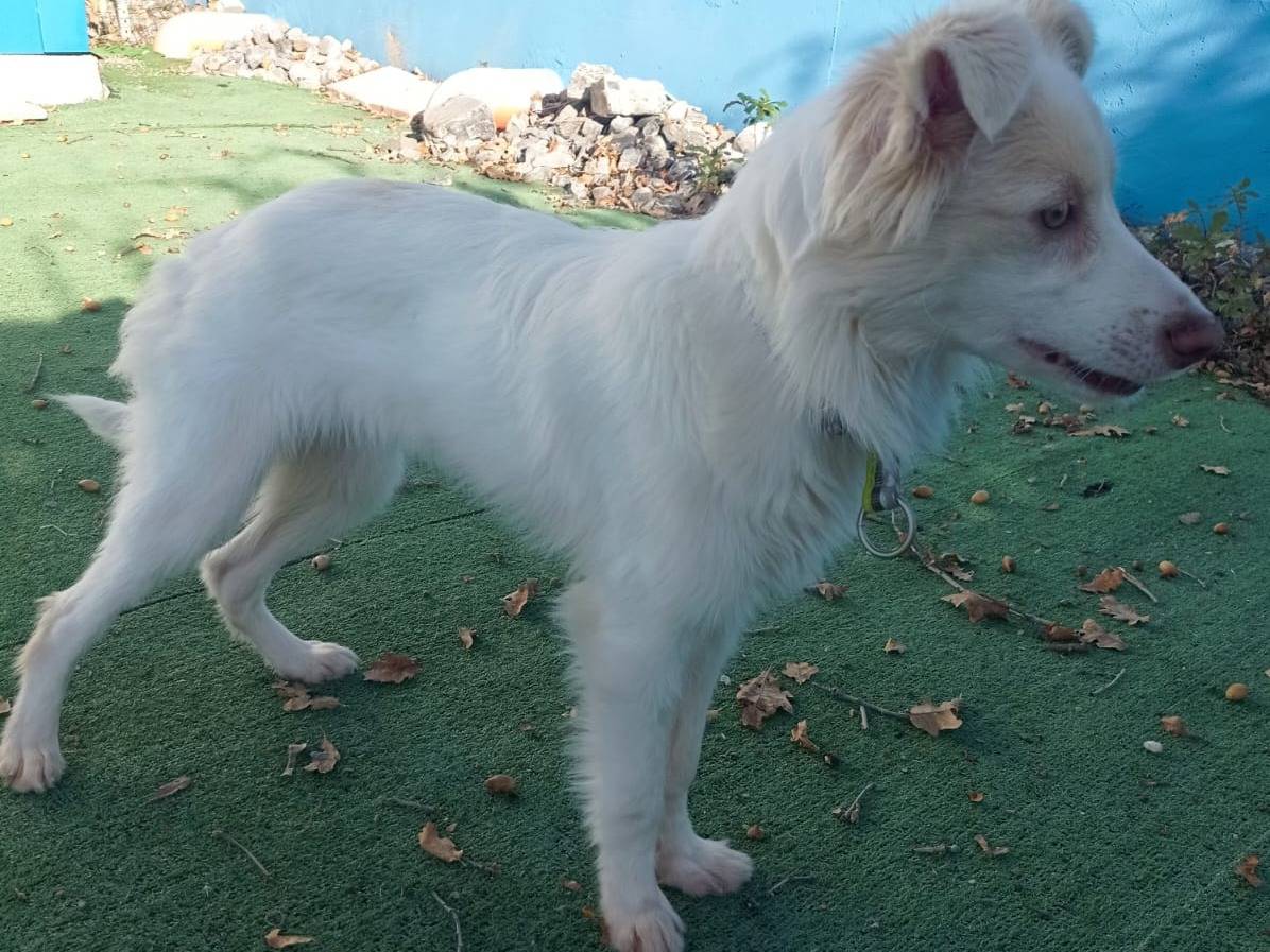 Adotta il cane Matilde a Cosenza