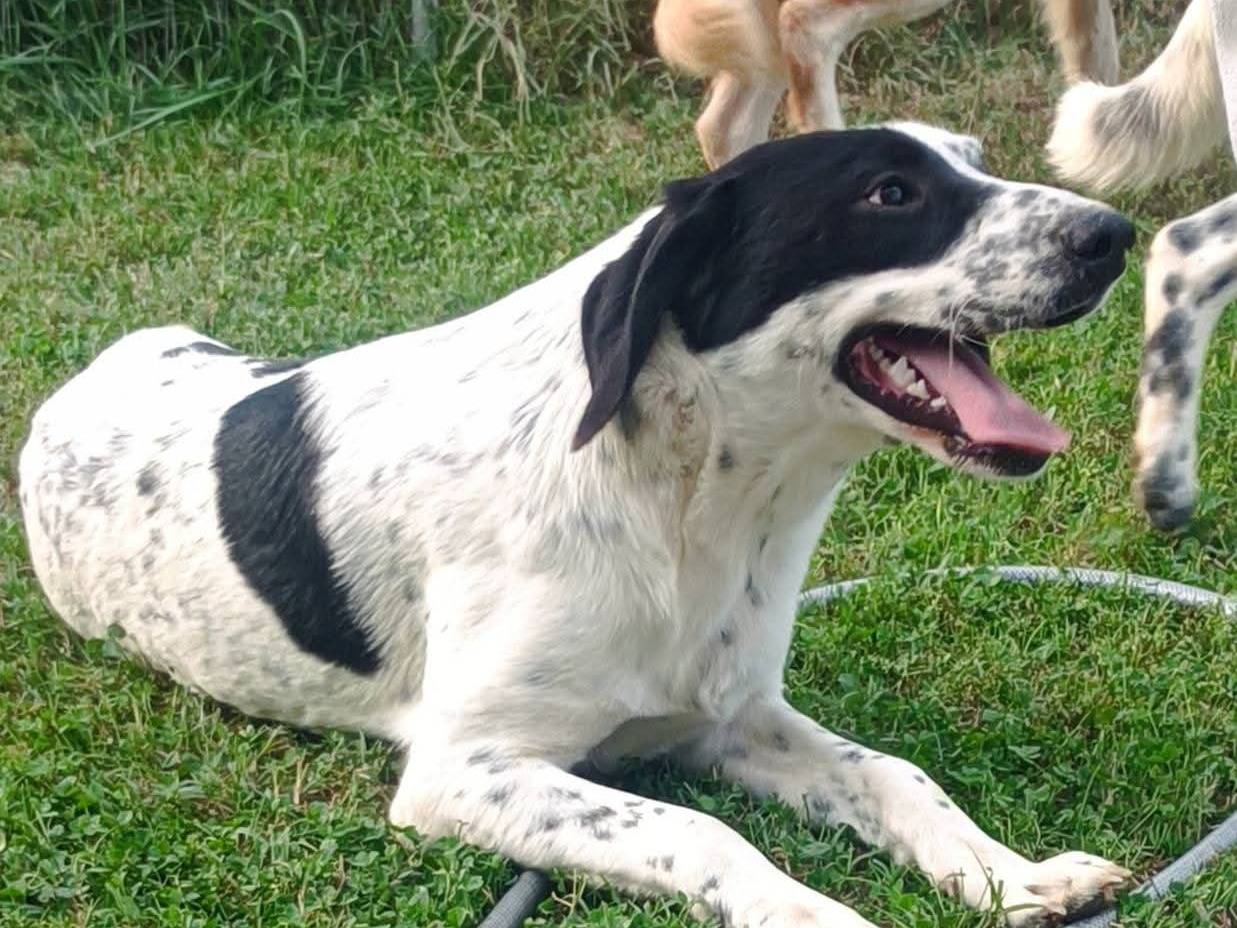 Adozione cane, maschio, Segugio Razza sconosciuta, 10 mesi, taglia media, Bologna