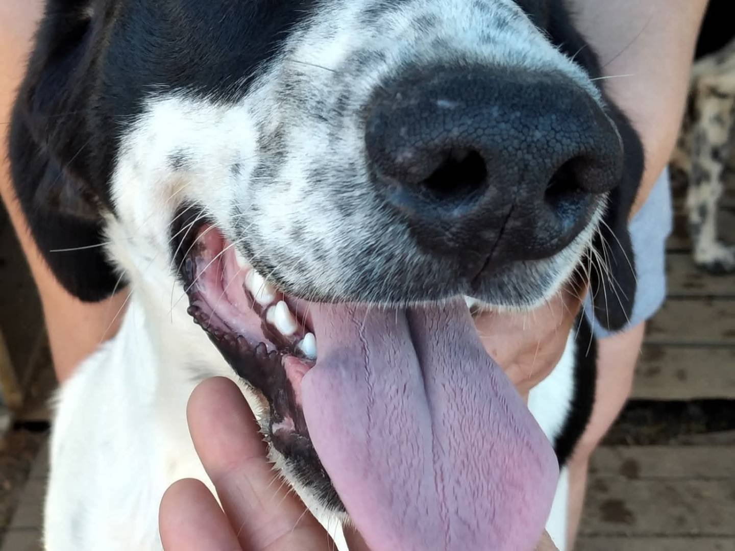 Adotta un cane, taglia media, maschio, Bologna