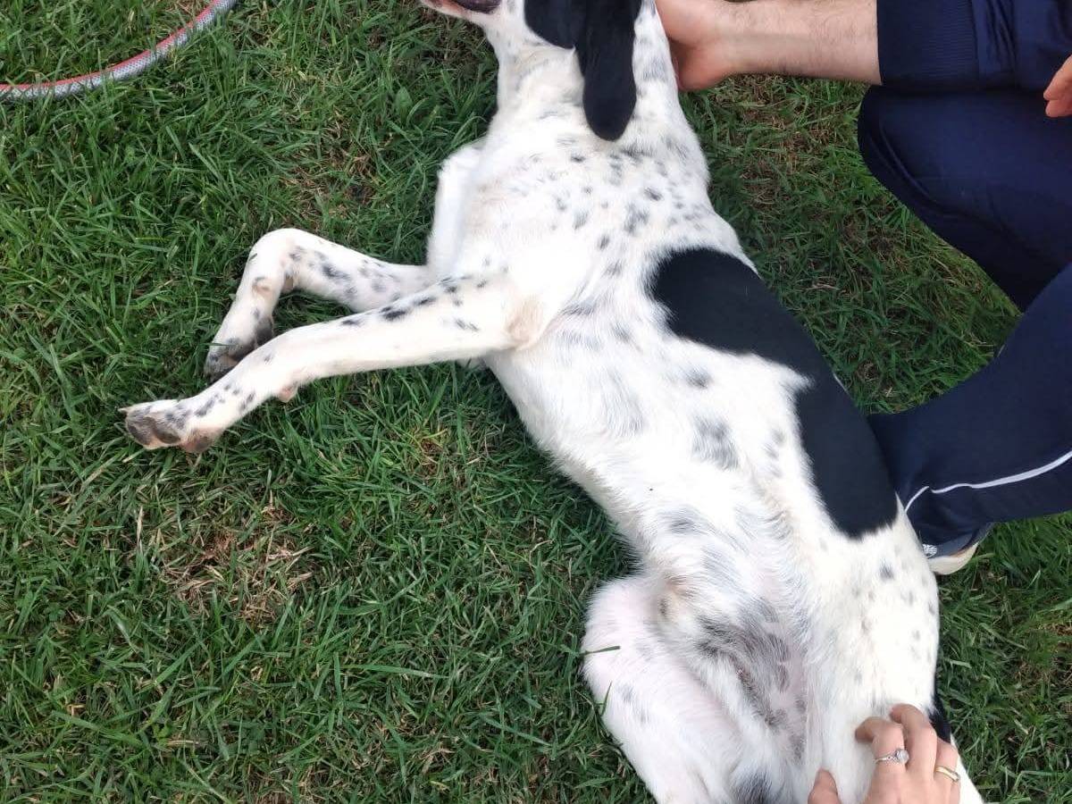 Vuoi adottare un cane a Bologna?