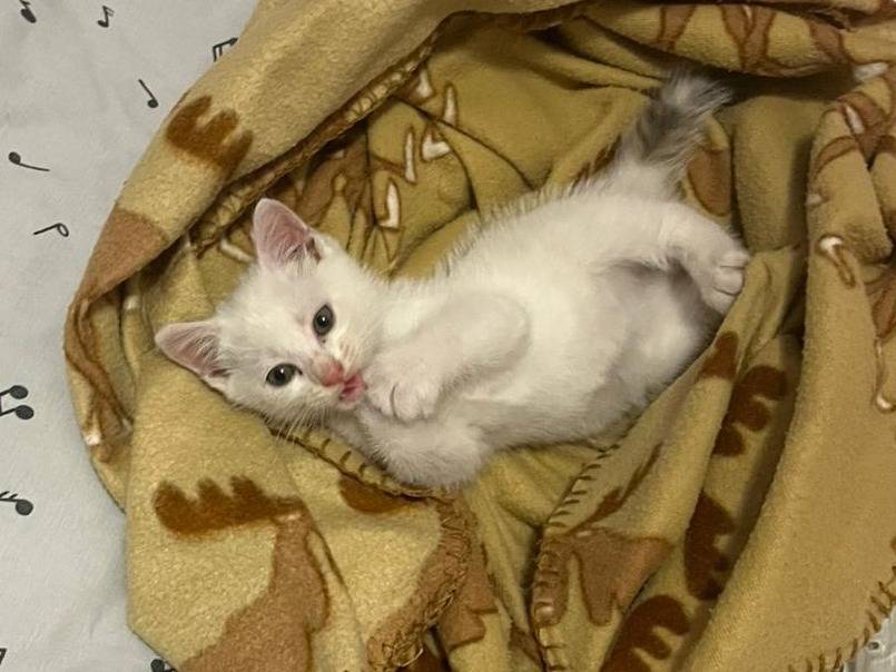 Vuoi adottare un gatto a Cosenza?