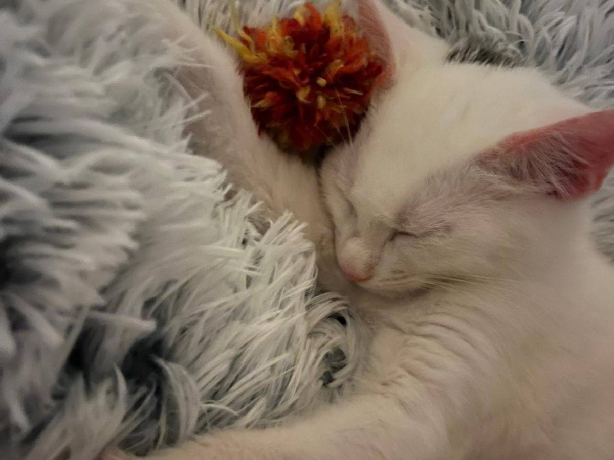 Adotta il gatto Eris a Cosenza