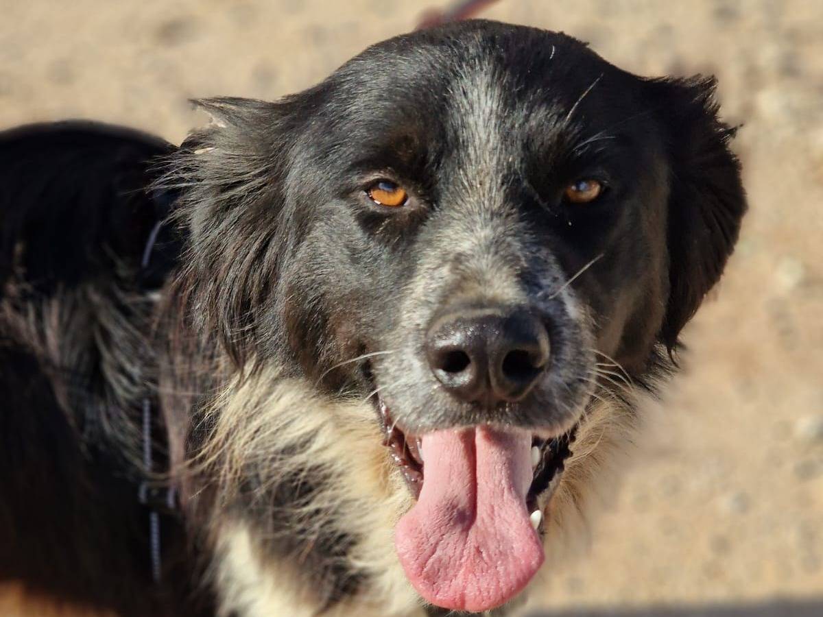 Adozione cane, maschio, Border Collie Pointer, 1 anno e 8 mesi, taglia media, Taranto