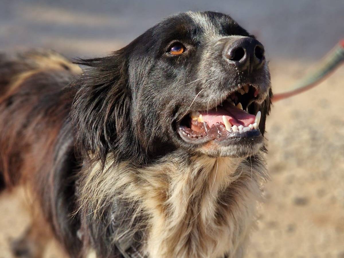 Adotta un cane, taglia media, maschio, Taranto