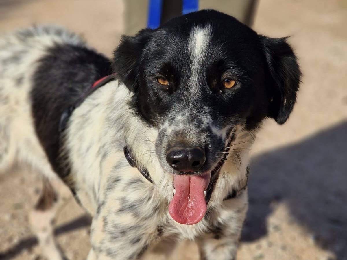 Adozione cane, femmina, Border Collie Pointer, 1 anno e 8 mesi, taglia media, Taranto