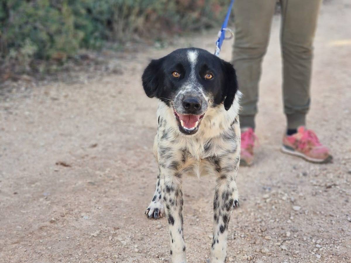 Adotta un cane, femmina, 1 anno e 8 mesi, Taranto