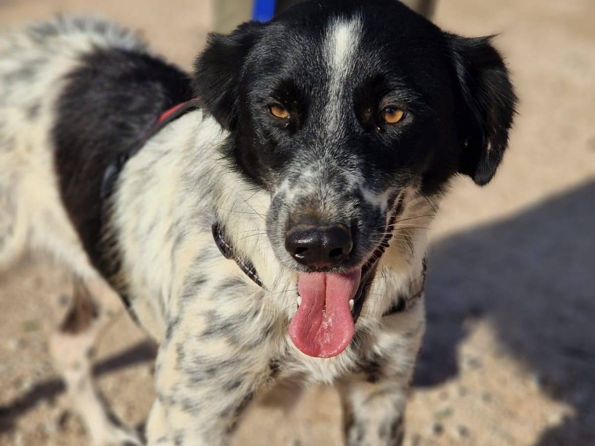 Adotta un cane, taglia media, femmina, Taranto