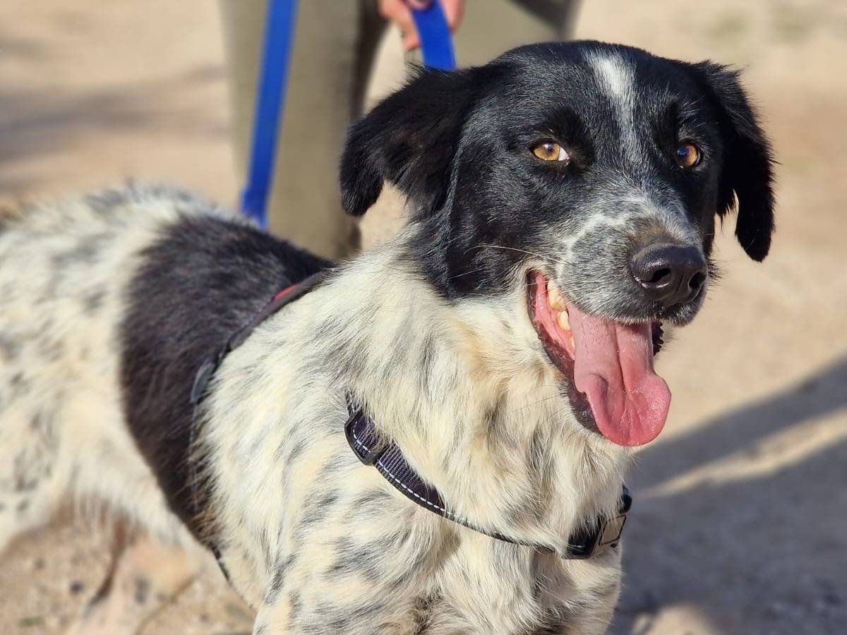 Vuoi adottare un cane a Taranto?