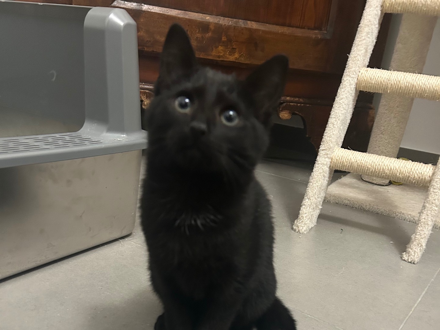 Adozione gatto, femmina, Razza sconosciuta Razza sconosciuta, 2 mesi, taglia non valida, Piacenza