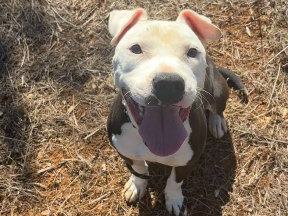 Adozione cane, maschio, Pitbull American Staffordshire Terrier, 2 anni e 9 mesi, taglia media, Taranto