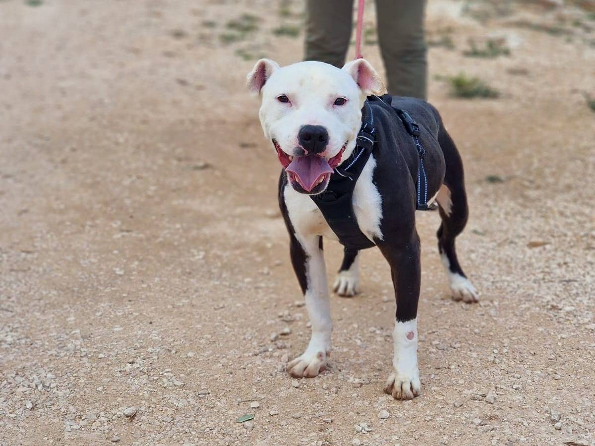 Adotta un cane, maschio, 2 anni e 9 mesi, Taranto