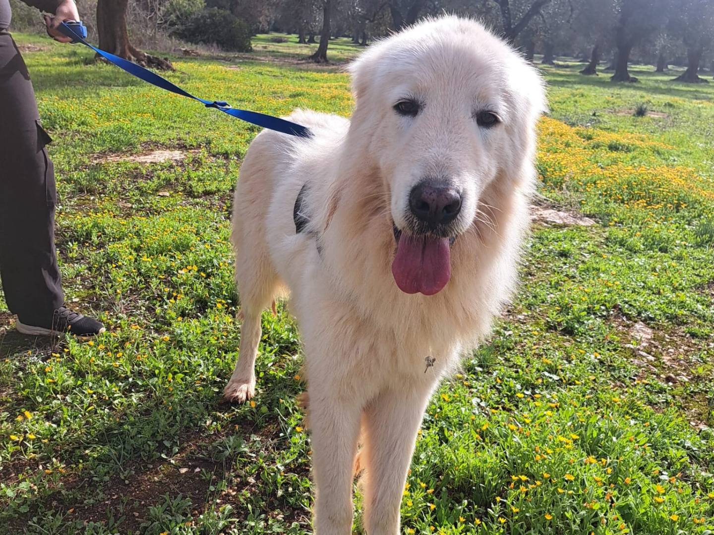 Adozione cane, maschio, Pastore maremmano Razza sconosciuta, 2 anni, taglia gigante, Taranto